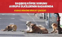 Kuduz riskine dikkat çekildi! Avrupa ülkeleri Türkiye'ye gidecek vatandaşlarını başıboş köpekler için uyardı