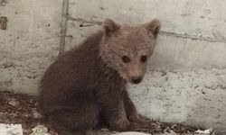 Bolu'da kamp yapan güreş milli takımı sporcuları ayı yavrusunu köpeklerden böyle kurtardı