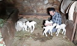 Sübhanallah...! Bolu’da bir koyun tek batımda beşiz doğurdu