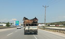 Kamyonetin kasasına 5 adet at sığdırdı O atları nereye götürdüğü ise...