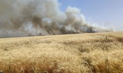 Bin dönüm ekili arazi yangında kül oldu