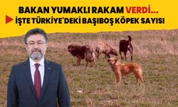 Tarım ve Orman Bakanı Yumaklı rakam verdi! İşte Türkiye'deki başıboş köpek sayısı