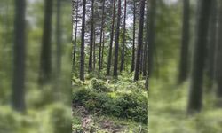 Sinop’ta ormanda vaşak görüntülendi