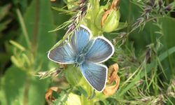2 bin 150 rakımda endemik kelebek kayda alındı