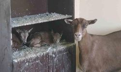 Yavru yaban keçilerine yerli süt anne