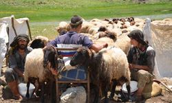 Faraşin Yaylasına ulaşan göçerler, ilk süt sağımına başladı