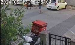 Birbirine giren köpekleri motosiklet kaskı ile vurarak ayırdı