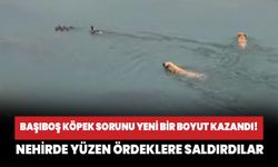 Başıboş köpek sorunu yeni bir boyut kazandı! Seyhan Nehri'nde yüzen ördeklere saldırdılar