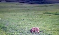 Ardahan’ın Göle ilçesinde bozayı bakın nasıl beslenirken görüntülendi