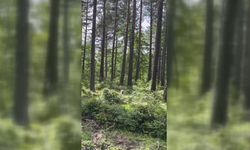 Sinop’ta ormanlık alanda ilk defa vaşak görüntülendi