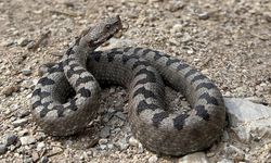 Bolu’da ısırdığında öldüren yılan türü görüntülendi