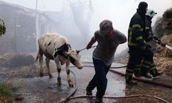 Hayvanları kurtarmak için canı pahasına alevlerin ortasına böyle daldı