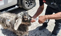 Kayalıklarda mahsur kalan kurbanlık keçiyi ekipler kurtardı