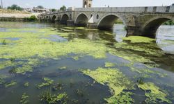 Edirne'de Tunca Nehri yeşil oldu