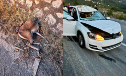 Sakarya’da bir anda yola fırlayan geyiğe otomobil çarptı