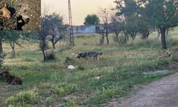 Başıboş köpek dehşeti bitmiyor! Ankara'da 4 koyunu telef ettiler