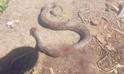 Türkiye’nin en zehirli yılanı... Eve girmeye çalışan engerek öldürüldü