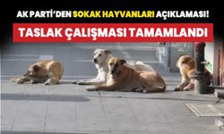 Sokak hayvanları taslak çalışması tamamlandı!