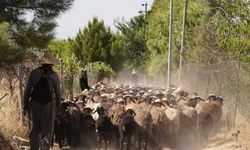 Irak'ta artan sıcaklar çobanları ve hayvanları olumsuz etkiliyor