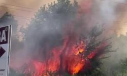 Kocaeli'de ağaçlık alanda yangın! 10 hektarlık alan kül oldu!