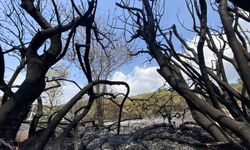 İzmir'deki orman yangının boyutu gün ağarınca ortaya çıktı