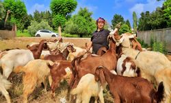 Antalya'nın modern çobanları