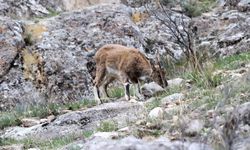 Erzurum'da yabani dağ keçileri görüntülendi