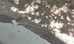 Kedinin eve girmeye çalışan yılanla mücadelesi kamerada