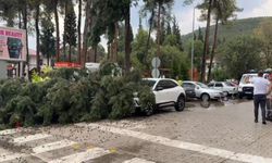 Burdur'da fırtınada kırılan ağaç aracın üzerine devrildi