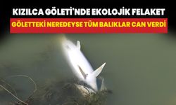 Kızılca Göleti'nde ekolojik felaket: Göletteki tüm balıklar can verdi