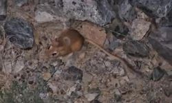 Kırmızı listede bulunan kanguru faresi Yüksekova’da görüntülendi