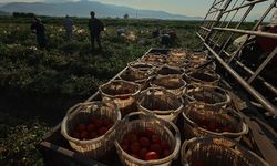 Üretici dertli! Üretim artışı fiyatı 2 liraya kadar düşürdü