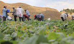 Coğrafi işaretli Çubuk turşusu için mesaisi başladı