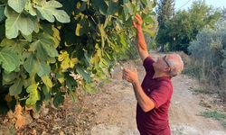 Antalyalı emekli, incir ağacına öyle bir şey yazdı ki...