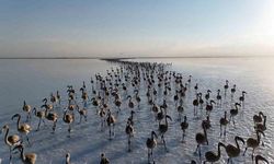 Tuz Gölündeki flamingo yavruları kanat çırpmaya başladı