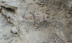 Tunceli’de koruma altındaki yaban keçileri görüntülendi