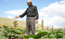 Ata tohumundan organik bal kabaklarının ekimi yapıldı