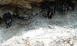 Bingöl'de ilk defa görüntülenen ’kara leylekler’