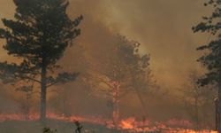 Edirne'de Bulgaristan sınırında orman yangını! Havadan ve karadan müdahale ediliyor...