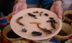 O ülkeden mide bulandıran karar! 16 böcek türü yiyecek olarak onaylandı