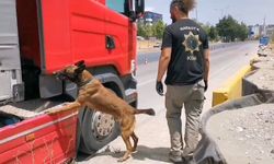 Samsun'da narkotik dedektör köpeği tırda uyuşturucuyu böyle buldu