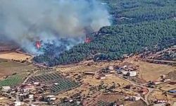 Manisa'da orman yangını çıktı