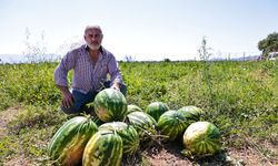 Denizli'de üreticinin elinde kalan karpuzlar büyükşehir tarafından alındı