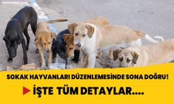 Sokak köpekleri düzenlemesi tamamlandı! İşte tüm maddeler