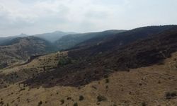 Afyonkarahisar'da dağlık alanda yangın: 75 hektar alan zarar gördü