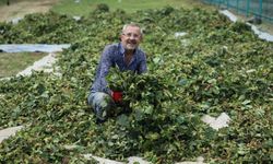 Ordu'da fındık hasadı başladı