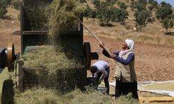 Mardin'de kişniş hasadına başlandı