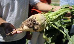 Şeker pancarı da kuraklıktan nasibini aldı