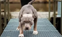 Pitbull saldırısına uğrayan 3 aylık bebek can verdi