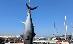 Amatör balıkçılar tuttu! Tam 2,5 metre